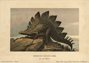 Stegosaurus ungulatus, extinct ground-dwelling Stegosaurus ungulatus, extinct ground-dwelling