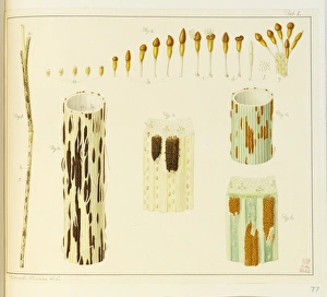 Stem rust, Puccinia, wheat, Triticum aestivum Stem rust, Puccinia, wheat, Triticum aestivum