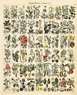Olive Gallery: Stemmed plants