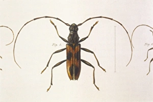 <b class=qtipBold><figcaption>Stenochorus Gigas</figcaption></b><br>Stenochorus Gigas Date: 1849<br><em>© Mary Evans Picture Library</em> Stenochorus Gigas