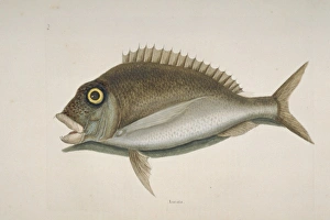 Stenotomus chrysops, scup Stenotomus chrysops, scup