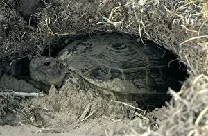Steppe / Horsfields Tortoise - burrows for shelter