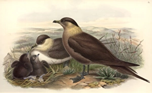 Stercorarius parasiticus, parasitic jaeger Stercorarius parasiticus, parasitic jaeger
