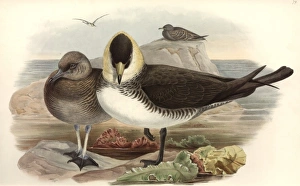 Stercorarius pomarinus, Pomarine skua Stercorarius pomarinus, Pomarine skua