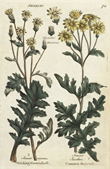Sticky groundsel, Senecio viscosus, and ragwort Sticky groundsel, Senecio viscosus, and ragwort