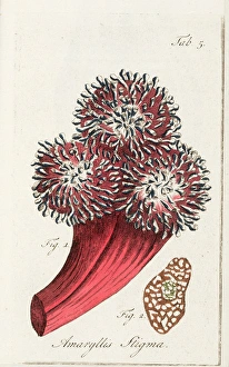 <b class=qtipBold><figcaption>Stigma of an amaryllis</figcaption></b><br>Stigma of an amaryllis. Illustration from Dr John Hill, Verhandeling over de verdubbeling van bloemen... Uit het engelsch vertaald. / Leerwijze over de voortteeling der plant-gewassen... Uit het engelsch vertaald. 'Naturally coloured image', poss. gouache. Date: circa 1811<br><em>© The John Innes Centre/The John Innes Foundation/Mary Evans</em> Stigma of an amaryllis