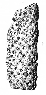 Stigmaria ficoides (Brongniart), Lycopod Stigmaria ficoides (Brongniart), Lycopod