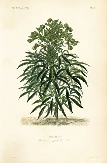 Stinking hellebore, Helleborus foetidus Stinking hellebore, Helleborus foetidus