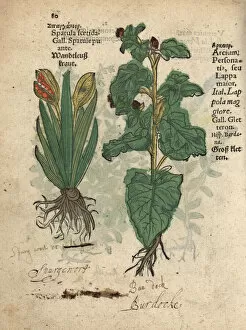 Krauterbuch Gallery: Stinking iris, Iris foetidissima, and greater