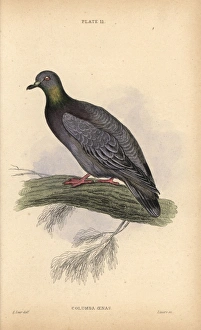 Stock dove or stock pigeon, Columba oenas Stock dove or stock pigeon, Columba oenas