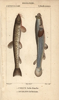 Stone loach, Barbatula barbatula, and largescale Stone loach, Barbatula barbatula, and largescale