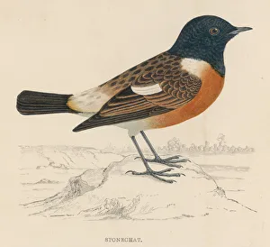 Saxicola Gallery: Stonechat (Morris)