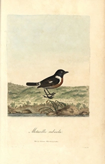 Saxicola Gallery: Stonechat, Sylvia rubicola, Motacilla rubicola