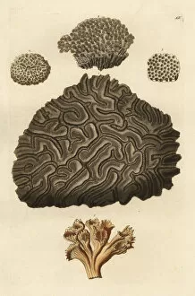 Stony coral species
