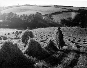 Stooks of wheat at Black Dog, near Crediton, Devon Stooks of wheat at Black Dog, near Crediton, Devon
