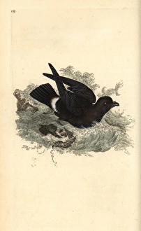 Storm petrel, Hydrobates pelagicus Storm petrel, Hydrobates pelagicus