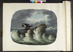 The stormy petrel Hydrobates pelagicus The stormy petrel Hydrobates pelagicus
