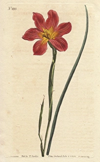 Straw-coloured equal-flowered moraea or Cape Straw-coloured equal-flowered moraea or Cape