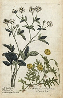 Strawberry cinquefoil and silverweed Strawberry cinquefoil and silverweed