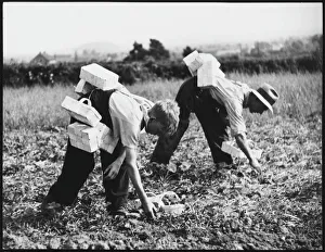 Produce Gallery: Strawberry Pickers