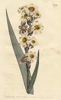 Streaked flowered marica with white, yellow Streaked flowered marica with white, yellow