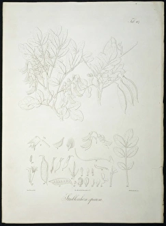 Streblorrhiza speciosa Streblorrhiza speciosa