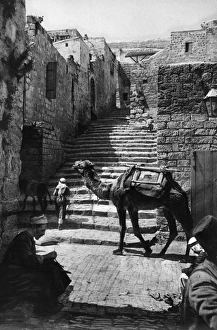 Street with camel and steps, Jerusalem Street with camel and steps, Jerusalem
