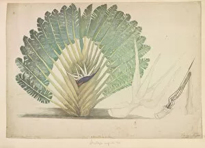 Bird Of Paradise Plant Gallery: Strelitzia alba, white bird of paradise