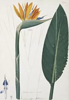 Bird Of Paradise Plant Gallery: Strelitzia regina, bird of paradise