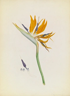Strelitzia reginae, Bird-of-paradise Strelitzia reginae, Bird-of-paradise