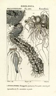Echinoderm Gallery: String jellyfish, Apolemia uvaria