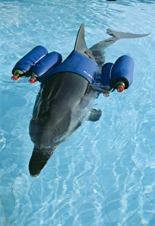 Aids Gallery: Striped DOLPHIN - with buoyancy aids