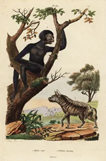 Striped hyena and siamang, endangered Striped hyena and siamang, endangered