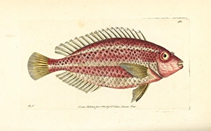 Striped parrotfish, Scarus iseri Striped parrotfish, Scarus iseri