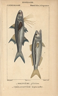 Striped threadfin, Polydactylus plebeius Striped threadfin, Polydactylus plebeius