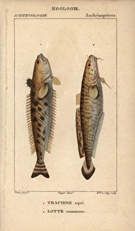 Striped weever, Trachinus lineolatus, and ling Striped weever, Trachinus lineolatus, and ling