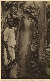 Stripping the bark from the barkcloth tree, Uganda Stripping the bark from the barkcloth tree, Uganda