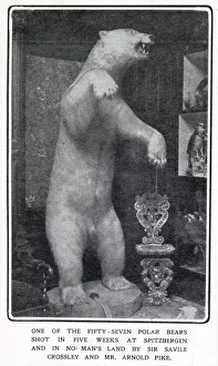 A stuffed and mounted Polar Bear at Somerleyton Hall near Lowerstoft A stuffed and mounted Polar Bear at Somerleyton Hall near Lowerstoft