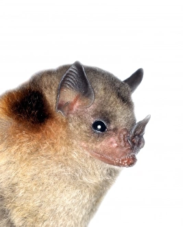 Phyllostomidae Gallery: Little Yellow-shouldered Bat
