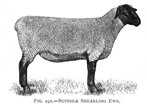 Suffolk Shearling ewe breed of sheep Suffolk Shearling ewe breed of sheep