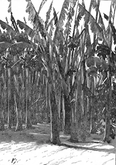 Sugar Cane, Southern California, 1888 Sugar Cane, Southern California, 1888