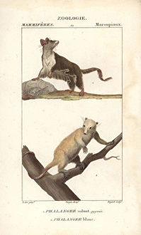 Sugar glider, Petaurus breviceps, and northern Sugar glider, Petaurus breviceps, and northern