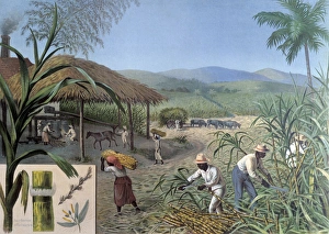 Plantations Gallery: Sugar Plantation
