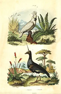 Sulphur-crested Cockatoo and horned screamer Sulphur-crested Cockatoo and horned screamer