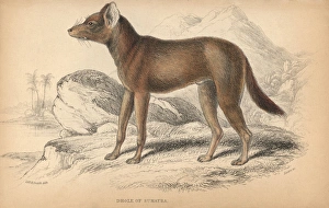 Sumatran dhole, Cuon alpinus sumatrensis Endangered Sumatran dhole, Cuon alpinus sumatrensis Endangered