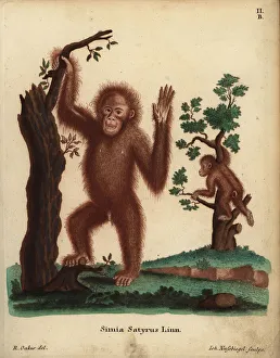 Sumatran orangutan, Pongo abelii. Critically endangered Sumatran orangutan, Pongo abelii. Critically endangered