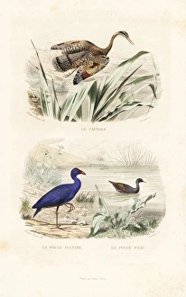 Sunbittern, purple swamphen and common moorhen Sunbittern, purple swamphen and common moorhen