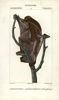 Sunda flying lemur, Galeopterus variegatus Sunda flying lemur, Galeopterus variegatus