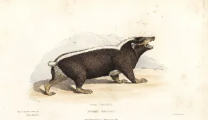 Sunda stink badger, Mydaus javanensis Sunda stink badger, Mydaus javanensis