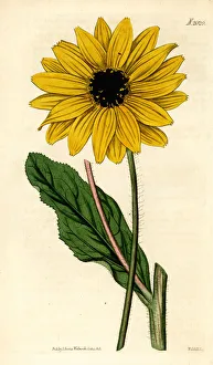 Sunflower, Helianthus diffusus. Extinct Sunflower, Helianthus diffusus. Extinct